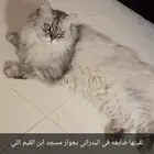 قطه ضايعه ف البدراني