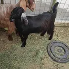 عنز