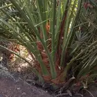 شرازيه نبته سالم حوشانه