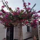 لبيع جهنمية متسلقة مع الستاند حقها