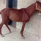 خيل فحل العمر 5سنوات مكس أبوه عربي ويخذا من موصفات أبوه