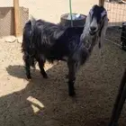 عنز حايل ذبح