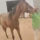 فرس للبيع