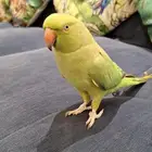 ببغاء دره متكلم اليف