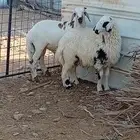 طليان للبيع