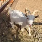 ماعز وتيسين قزمي