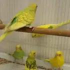 بادجي