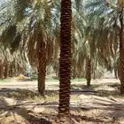 موجود نخل نقابل على سته امتار الى سبعه امتار