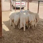 خرفان حريات لباني خدمة سلخ و توصيل