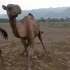 علان أبل نياق