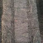 برسيم صافي جندير
