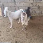 تيس وجفرة