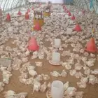 دجاج لاحم للبيع