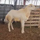 مشروع فحل خروف رفيدي