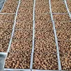 تسويق تصدير تمور وغيرها
