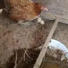 دجاجه مفرخه حلي
