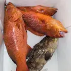 سمك طازج فرش صيد اليوم