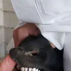 بربري جذع