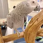 كاسكو متكلم (طير شببك)