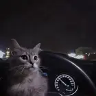 قط شيرازي العمر 3 شهور أليف لعوب نشيط ذكر