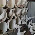 ذكران حمام فرنسي سوبر جامبو