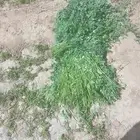 بيض دجاج بلدي يومي وبرسيم وعجور للبيع