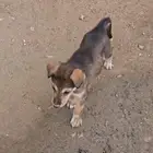 جرو هاسكي الصامل يجي