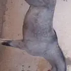 حصان للبيع