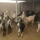 50 راس غنم للبيع