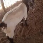 تيس عمر ثلاث شهور ونص