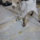 ماعز قزم