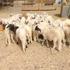بهم سواكني