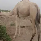 الابل