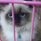 Female 6 month old kittens Scottish breed
