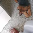 كلب جيرمن شيبرد