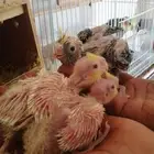 ثلاثه فروخ كروان تم البيع
