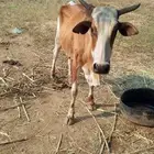 بقره