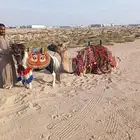 تأجير لليوم الوطني جمل وسيسيات