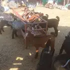 تيوس تم البيع