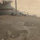 وز عراقي عمر 5 شهور