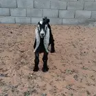 تيس عارضي