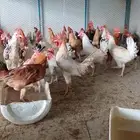 ديوك ودجاج