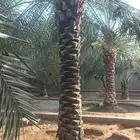 نخيل طويل للبيع 3 متر الى 3 ونص مشكلات