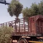 اشجار زيتون مثمرة