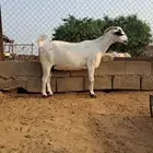 عنز بيشبه دافع