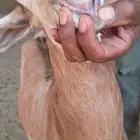 عنز مشروكه