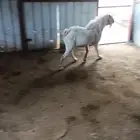 تبس فحل