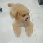 كلب بودل ذكر عمر 4 شهور ونص اخذ كامل تطعيمات للبيع