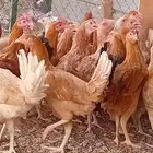 دجاج بلدي