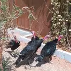 ديكه رومي